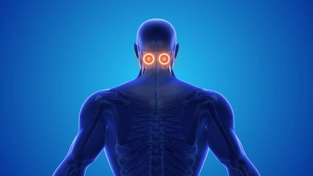 Neck acupressure point for neck pain and sleep better