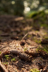 Pine cones on the ground