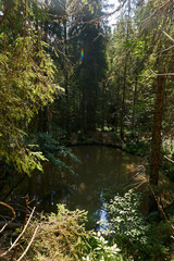 Fototapeta na wymiar Small pond in the forest