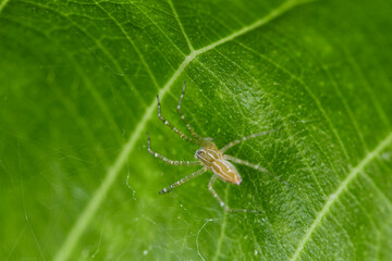 Close-up view of spider on green leaves