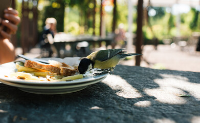 bird eating from a finished plate of food at a restaurant outside