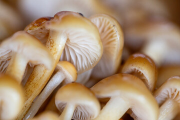 Close up view of foraged wild mushrooms
