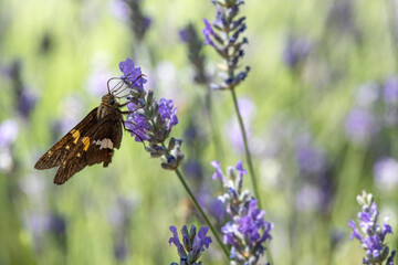 A butterfly clings to a lavender bloom
