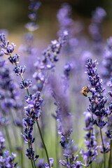 Bees pollinate a lavender field