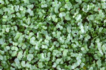 A cluster of tiny micro greens from overhead looking down