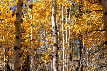 Yellow leaves on Aspen trees in northern Arizona