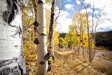 Aspen trees in the fall alongside road