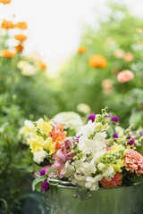 Assorted fresh cut flowers in a tin bucket sitting in a garden