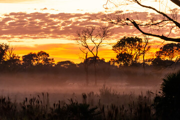 Beautiful view to trees and sunrise clouds in the Miranda Pantanal