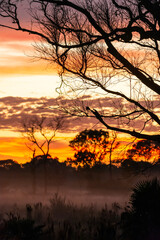 Beautiful view to trees and sunrise clouds in the Miranda Pantanal