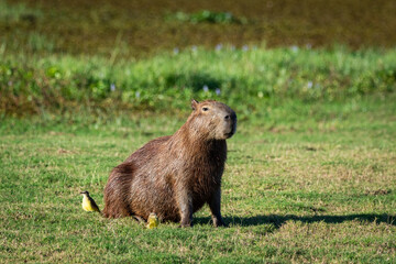 Fototapeta premium Beautiful view to Capybara and Cattle Tyrant birds in the Pantanal