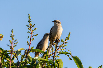 Beautiful view to Chalk-browed Mockingbird in the Miranda Pantanal