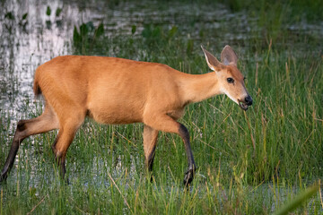 Beautiful view to Marsh Deer in the Miranda Pantanal