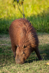 Beautiful view to Capibara rodent in the Miranda Pantanal