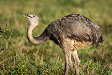 Beautiful view to Greater Rhea bird in the Miranda Pantanal