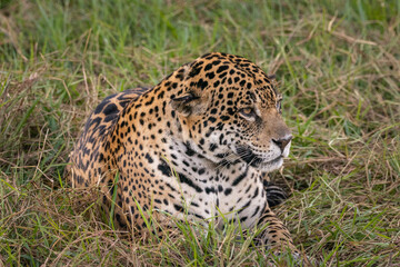 Beautiful view to Jaguar laying on ground in the Miranda Pantanal