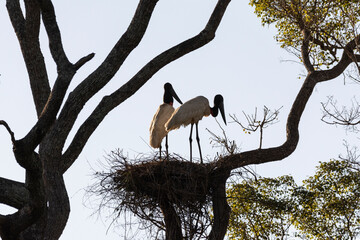 Beautiful view to couple of Jabiru Stork birds on tree nest