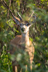 Beautiful view to Marsh Deer inside green vegetation in the Pantanal