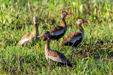 Beautiful view to Black-bellied Whistling Ducks on green ground