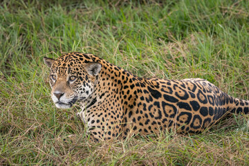 Beautiful view to Jaguar laying on ground in the Miranda Pantanal