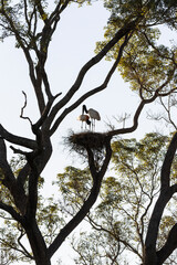Beautiful view to couple of Jabiru Stork birds on tree nest