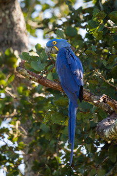 Beautiful view to blue Hyacinth Macaw bird on green tree branch