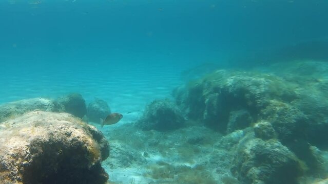 Underwater video of flock of marbled spinefoot fish swimming over rocks in the sea. Crete. Greece
