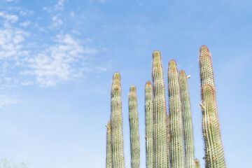 A gorup of green desert cacti against a bright southwest sky