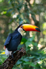 Beautiful toucan in Parque das Aves (Birds Park), Foz do Iguaçu
