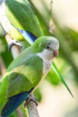 Beautiful colorful tropical parrot in Parque das Aves (Birds Park)