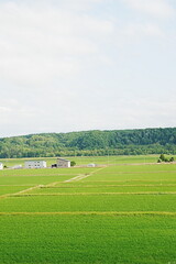 Obraz premium Scenery of rice field area