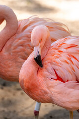 Naklejka premium Pink flamingo bird in Parque das Aves (Birds Park), Paraná