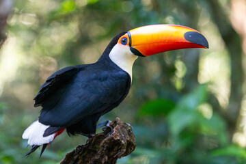 Fototapeta Beautiful toucan in Parque das Aves (Birds Park), Foz do Iguaçu obraz