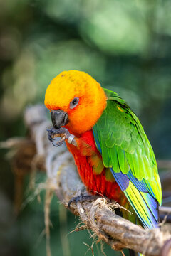Beautiful colorful tropical parrot in Parque das Aves (Birds Park)