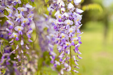 Blooming Wisteria Sinensis with classic purple flowers in full bloom in hanging racemes against a green background. Garden with wisteria in spring.