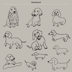 dog, puppy, pet, Dachshund