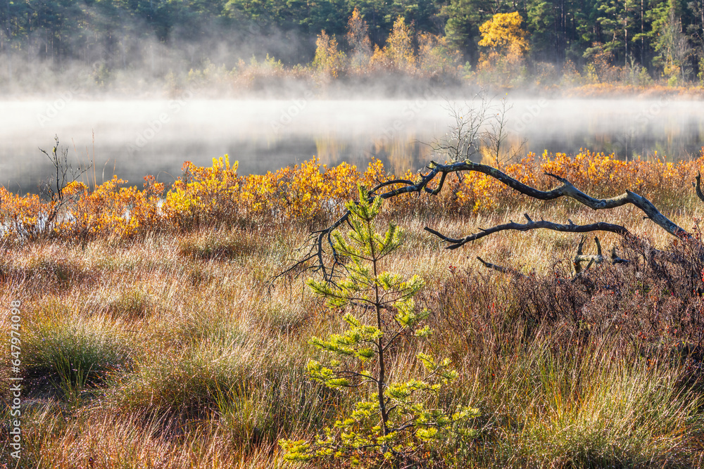 Wall mural Pine tree on a bog by a misty lake in autumn