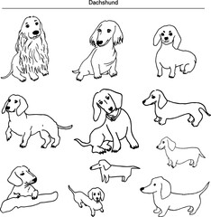 dog, puppy, pet, Dachshund