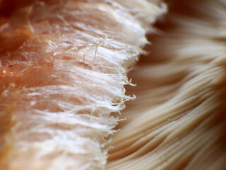 Extreme close up of underside of the woolly milkcap (Lactarius torminosus)