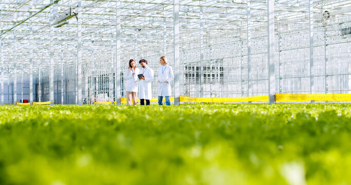 Team of scientists studying freshness of plants at industrial hydroponic greenhouse. Two female and one male researcher in lab coats walking along greenery organic farm with tablet in hands.