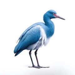 Little blue heron bird isolated on white background.