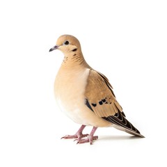 Mourning dove bird isolated on white background.