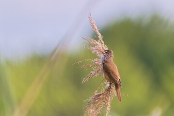 A great reed warbler sits on a reed stalk and sings. Wildlife scene from nature. (Acrocephalus arundinaceus)