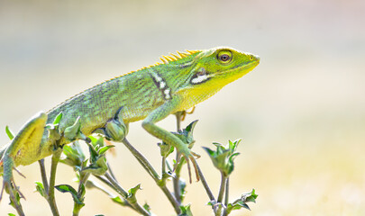 Green lizard on grass, green lizard sunbathing on grass field