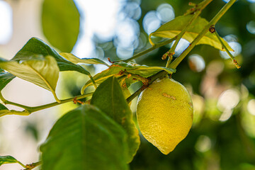 dojrzała owoc cytryny na drzewie