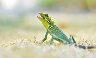 Green lizard on grass, green lizard sunbathing on grass field