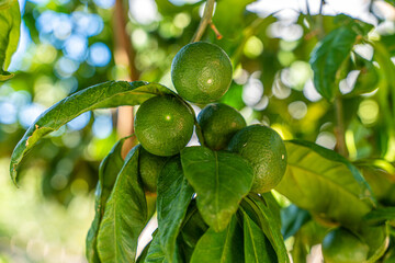 limonka, owoc dojrzewający na drzewie we wrześniu na Chorwacji  - obrazy, fototapety, plakaty