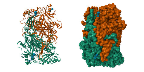 Crystal structure of human diamine oxidase. 3D cartoon and Gaussian surface models, chain id color scheme, PDB 3hi7, white background