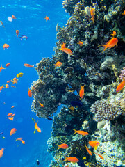 A school of bright red fish in the coral reef of the Red Sea