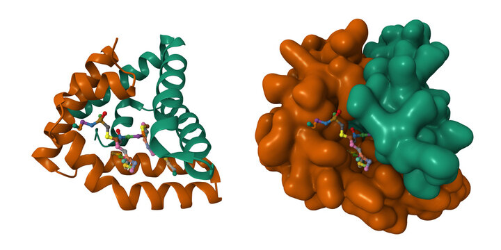 Crystal structure of human saposin B. 3D cartoon and Gaussian surface models, chain id color scheme, PDB 1n69, white background